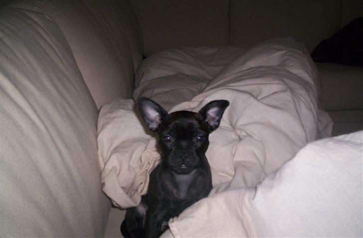 Blanding af racer Nala - Baby Nala billede 1