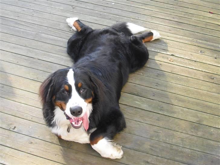 Berner sennenhund Viggo billede 15