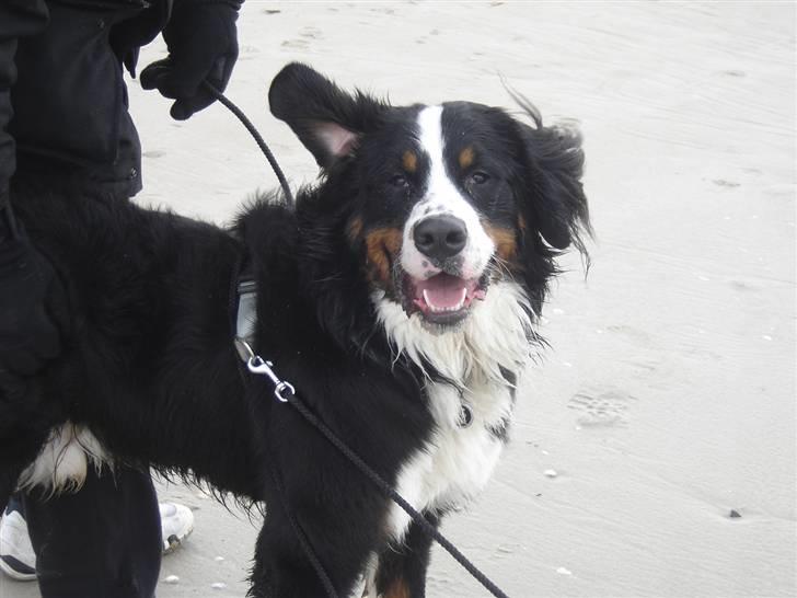 Berner sennenhund Viggo billede 16