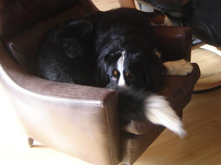 Berner sennenhund Viggo billede 17