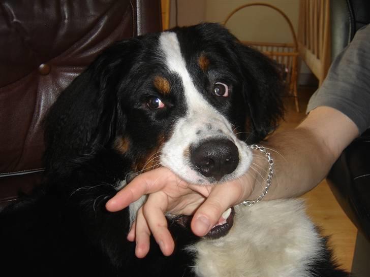 Berner sennenhund Viggo billede 18