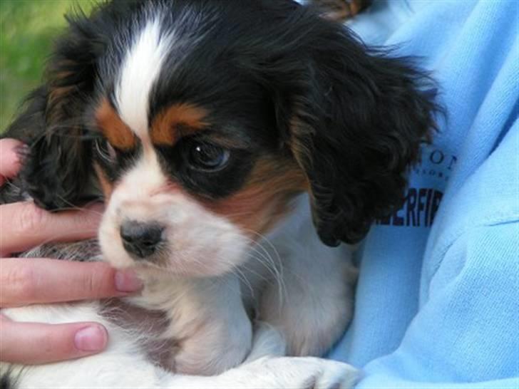 Cavalier king charles spaniel Nørgaards Silke R.I.P - silke som ca 9 uger billede 1