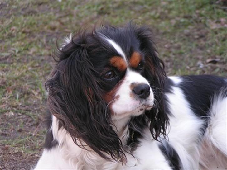Cavalier king charles spaniel Nørgaards Silke R.I.P billede 2