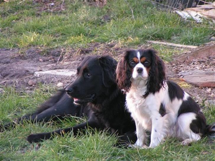 Cavalier king charles spaniel Nørgaards Silke R.I.P - silke og vores gamle hund frida billede 3