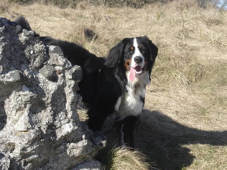 Berner sennenhund Viggo billede 19