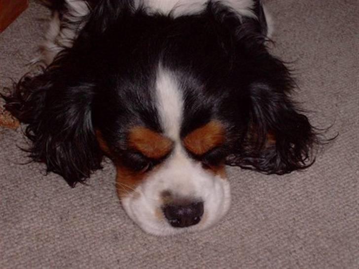 Cavalier king charles spaniel Nørgaards Silke R.I.P - silke sover i stuen billede 4