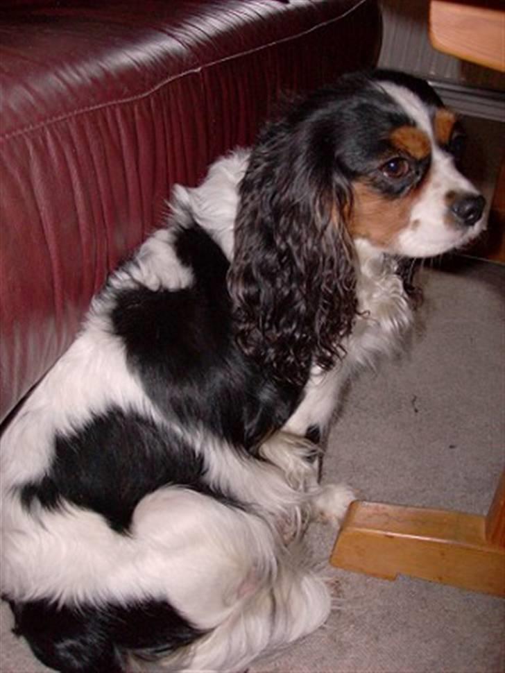 Cavalier king charles spaniel Nørgaards Silke R.I.P billede 5