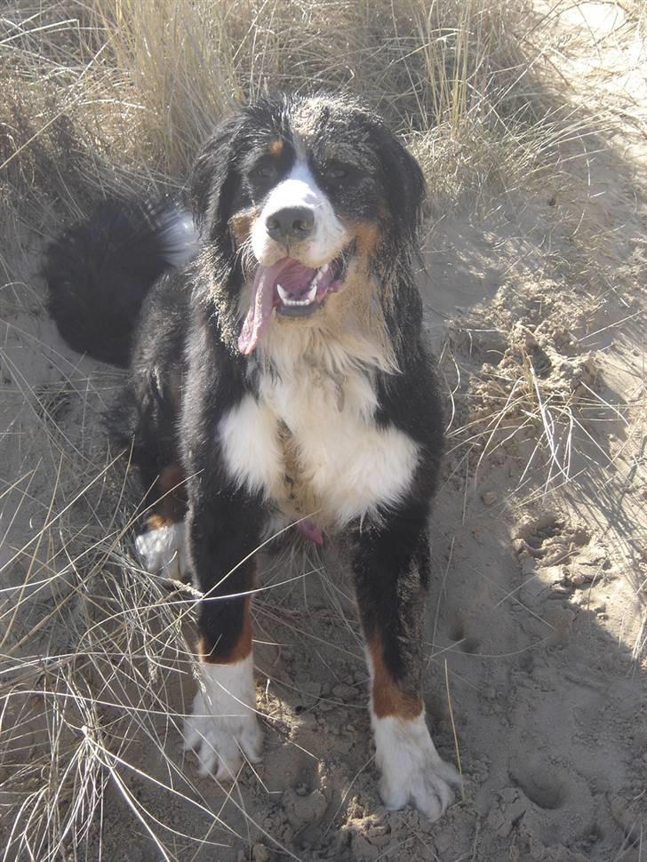 Berner sennenhund Viggo billede 20