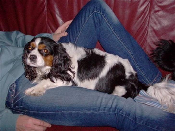 Cavalier king charles spaniel Nørgaards Silke R.I.P - silke sover hus mor på sofaen billede 6