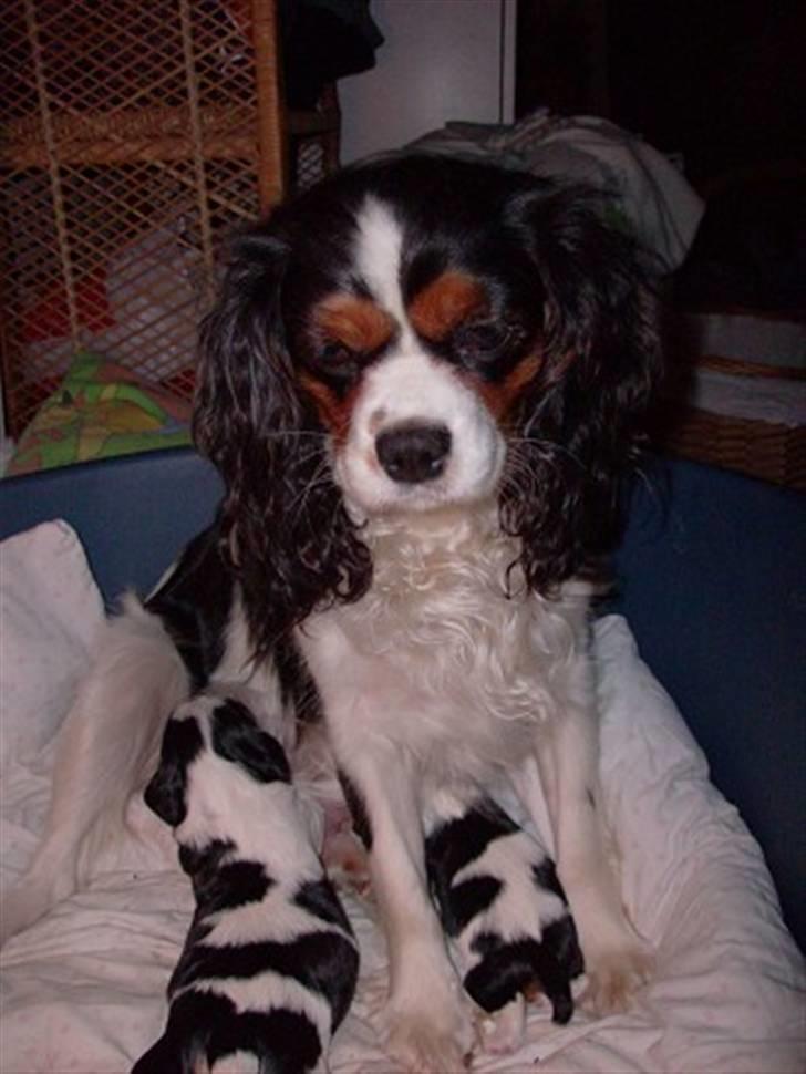 Cavalier king charles spaniel Nørgaards Silke R.I.P billede 7