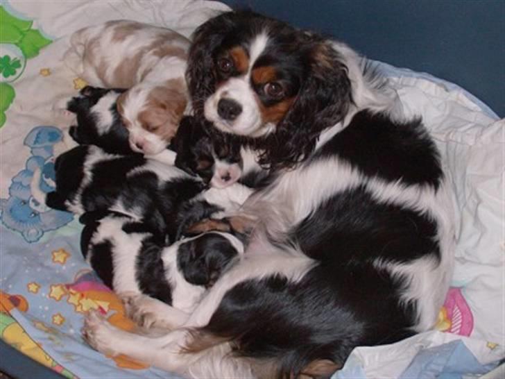 Cavalier king charles spaniel Nørgaards Silke R.I.P - silke med bitte små hvalpe billede 8