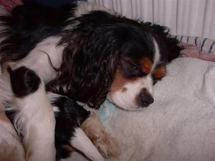 Cavalier king charles spaniel Nørgaards Silke R.I.P - silke med bitte små hvalpe billede 9