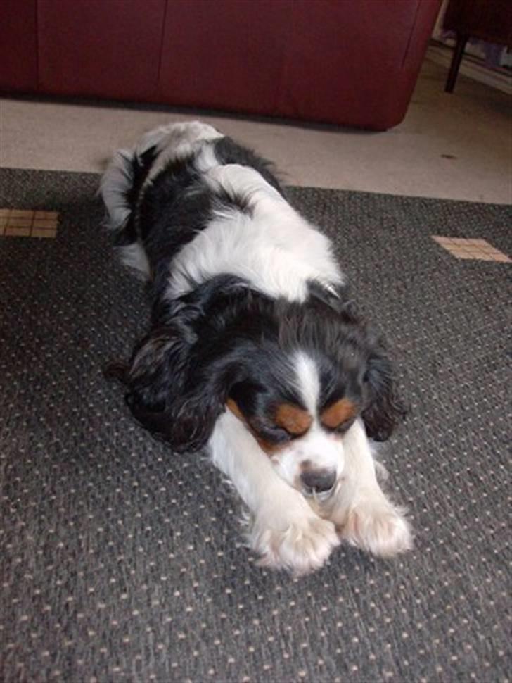 Cavalier king charles spaniel Nørgaards Silke R.I.P billede 10