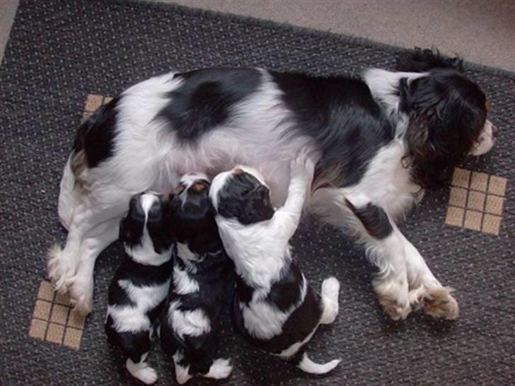 Cavalier king charles spaniel Nørgaards Silke R.I.P - silke med hvalpe. ca 1 år siden billede 11