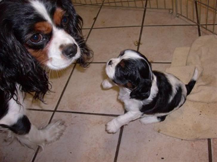 Cavalier king charles spaniel Nørgaards Silke R.I.P - silke og jo jo(udtales Joe Joe) billede 12