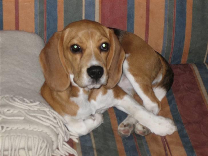 Beagle Bailey savnes stadig - Bailey ligger i sofaen billede 2