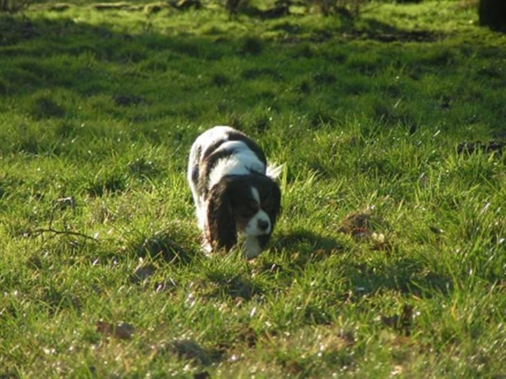 Cavalier king charles spaniel Nørgaards Silke R.I.P - silke på tur i hundeskoven i karup billede 13