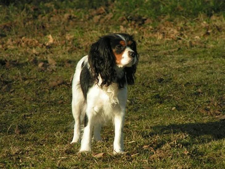 Cavalier king charles spaniel Nørgaards Silke R.I.P - silke igen på tur, og ser en fugl billede 14