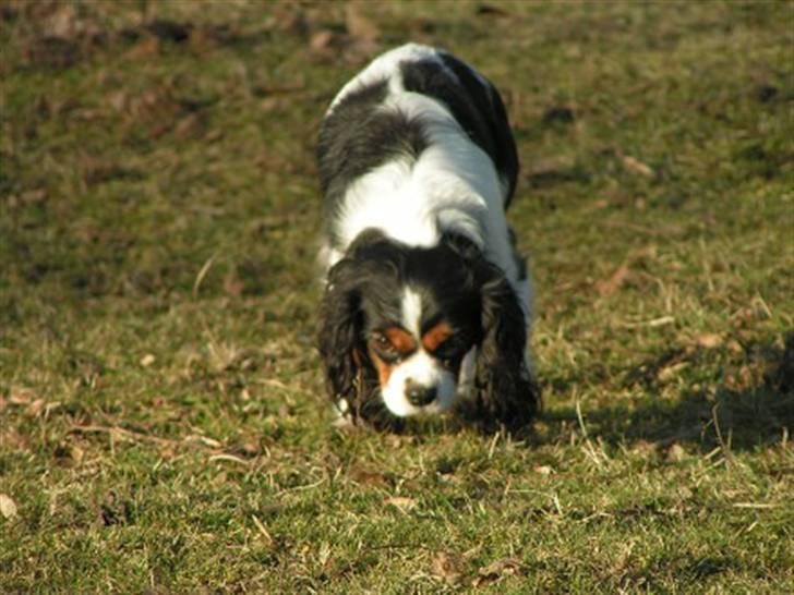 Cavalier king charles spaniel Nørgaards Silke R.I.P - silke har fået færten af noget billede 15