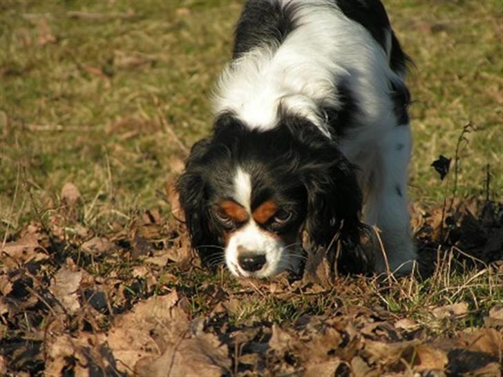 Cavalier king charles spaniel Nørgaards Silke R.I.P billede 16