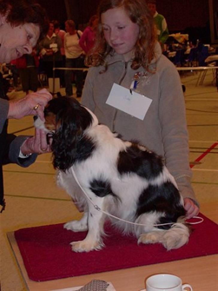 Cavalier king charles spaniel Nørgaards Silke R.I.P - mig og silke på hunde udstilling billede 17