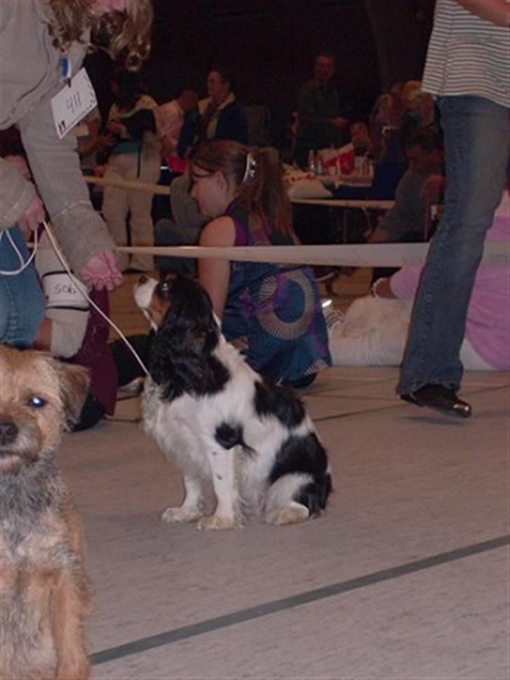 Cavalier king charles spaniel Nørgaards Silke R.I.P - mig og silke venter på at det bliver vores tur til at komme op til dommeren billede 18