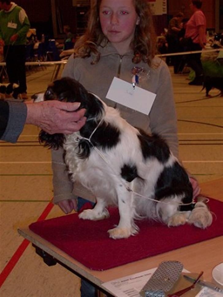 Cavalier king charles spaniel Nørgaards Silke R.I.P - uhha, det var ikke sjovt, men hun var meget god til at få set tænder billede 19