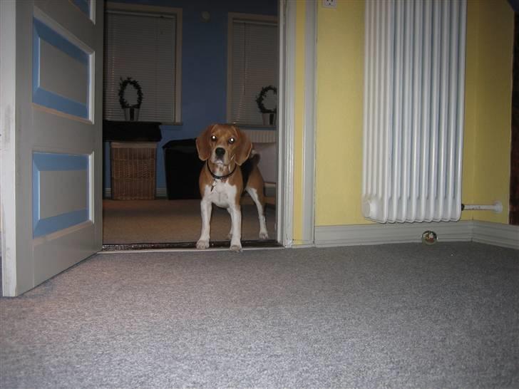 Beagle Bailey savnes stadig - Bailey venter på vi kommer med den i seng billede 7