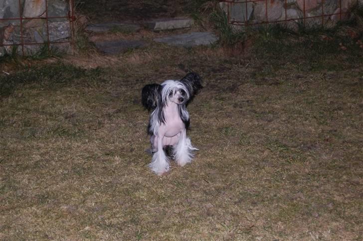 Chinese crested hårløs lulu billede 1