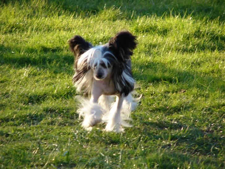 Chinese crested hårløs lulu billede 2
