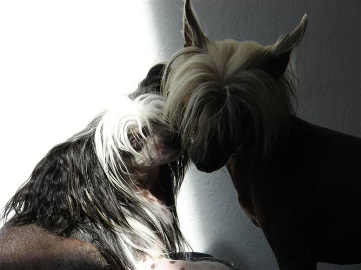 Chinese crested hårløs lulu billede 3