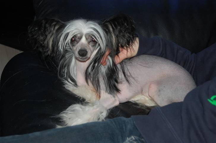 Chinese crested hårløs lulu billede 4