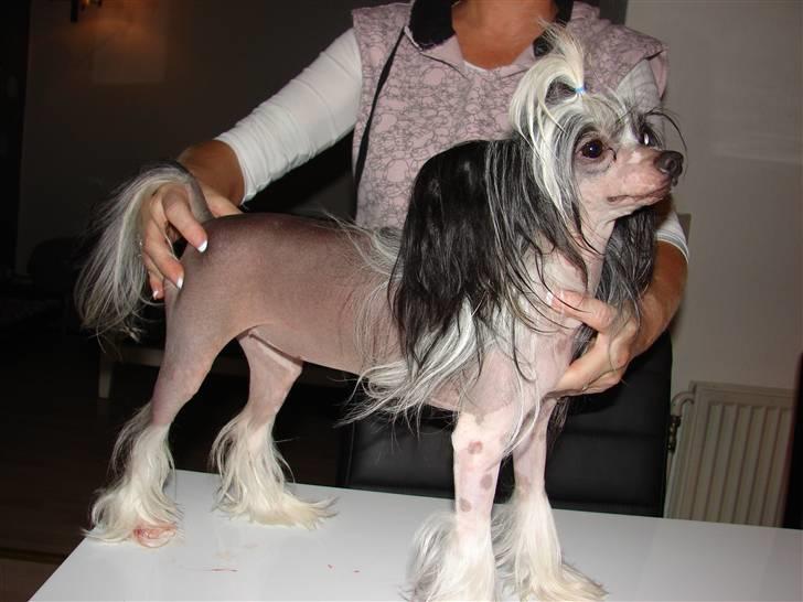 Chinese crested hårløs lulu billede 5