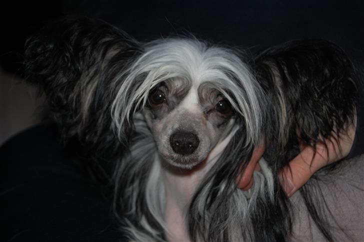 Chinese crested hårløs lulu billede 6