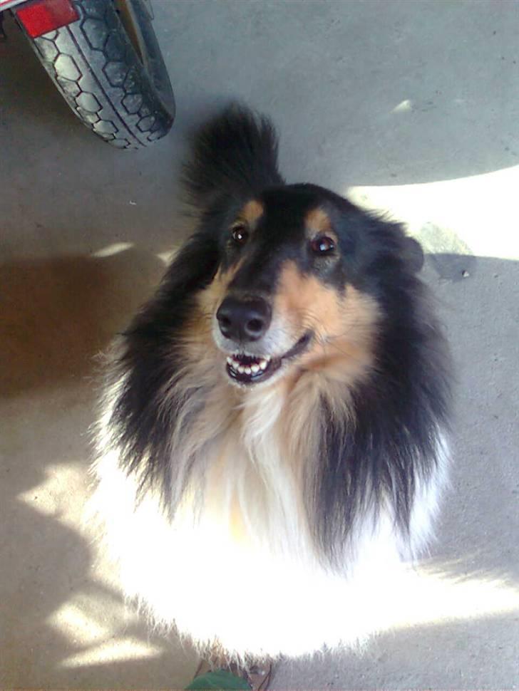 Collie langhåret Candy billede 10