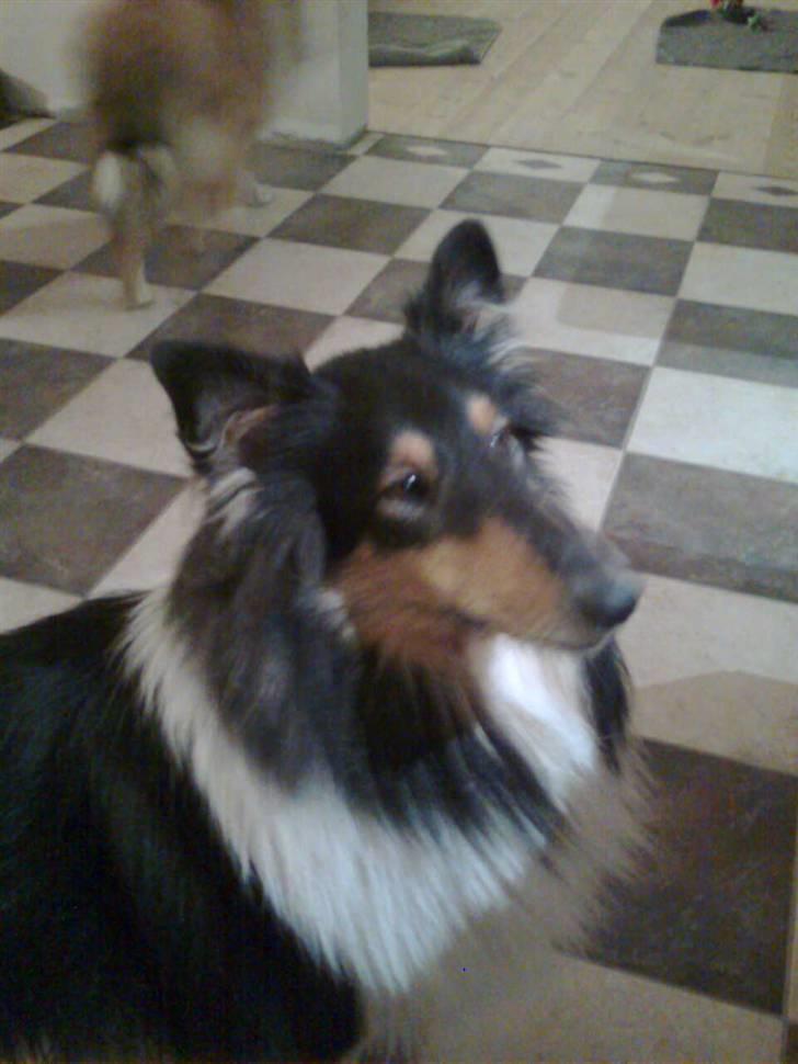 Collie langhåret Candy billede 11