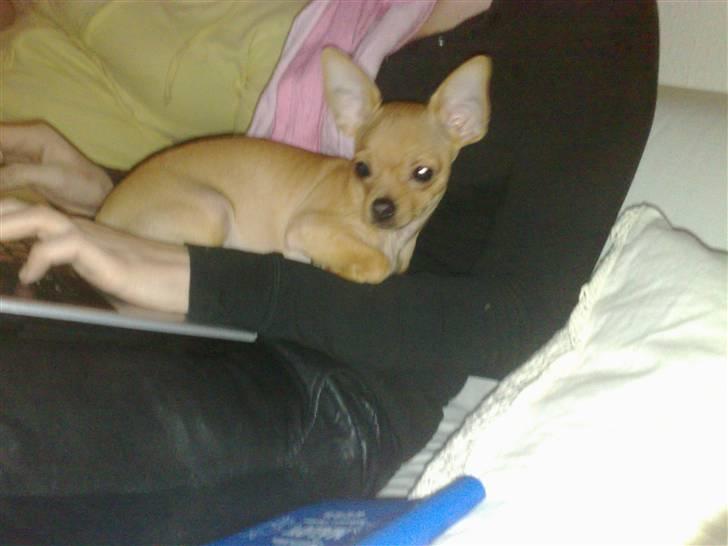 Chihuahua Rødebro's Tim SOLGT billede 1