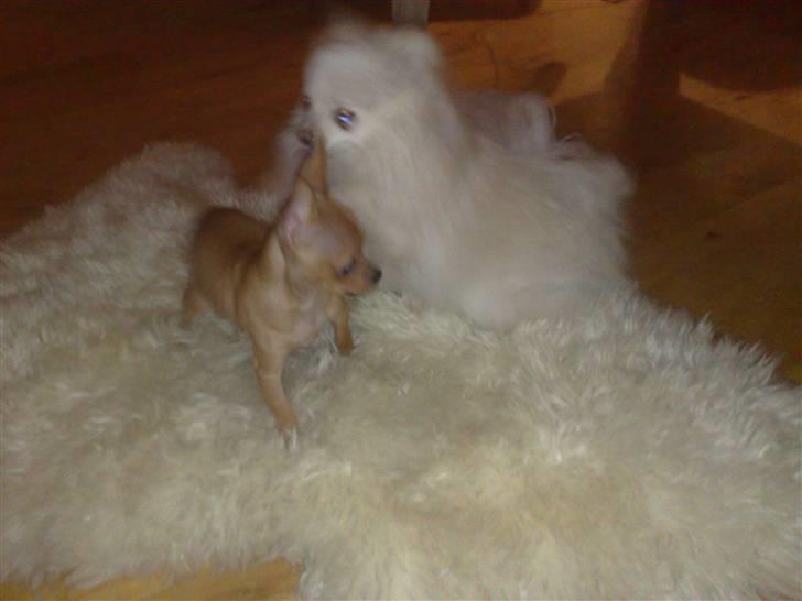 Chihuahua Rødebro's Tim SOLGT billede 2