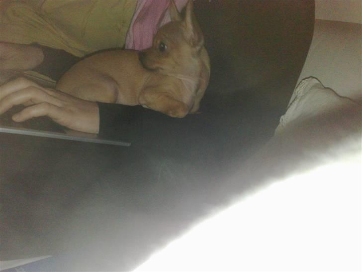 Chihuahua Rødebro's Tim SOLGT billede 3