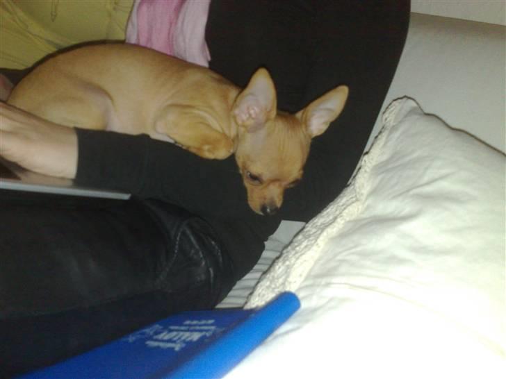 Chihuahua Rødebro's Tim SOLGT billede 4