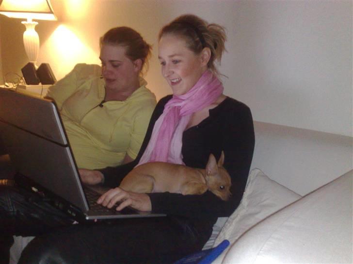 Chihuahua Rødebro's Tim SOLGT billede 5