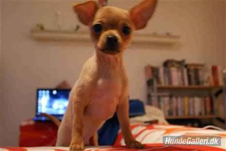 Chihuahua Rødebro's Tim SOLGT billede 6