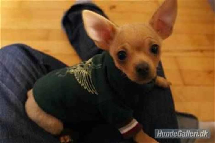 Chihuahua Rødebro's Tim SOLGT billede 7