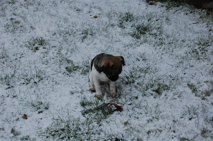 Blanding af racer Cassie <3 billede 16