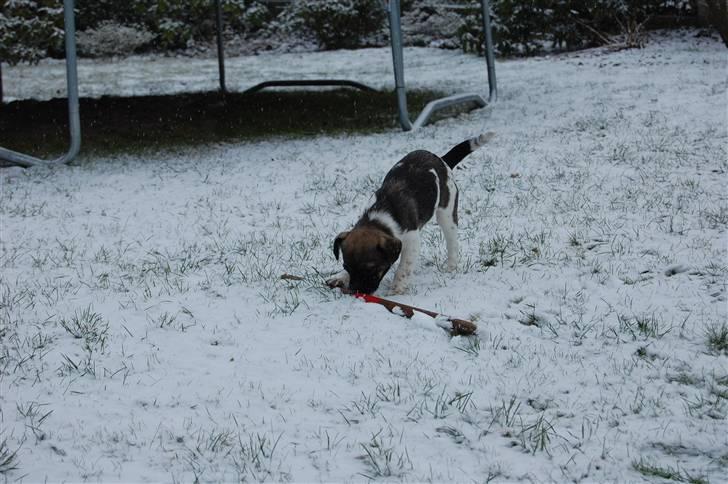 Blanding af racer Cassie <3 billede 17