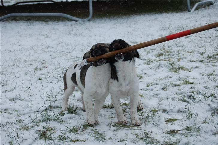 Blanding af racer Cassie <3 billede 18