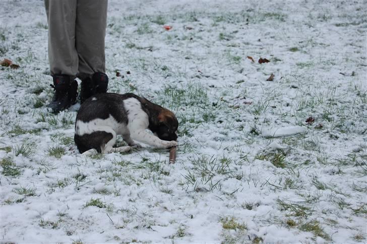 Blanding af racer Cassie <3 billede 19