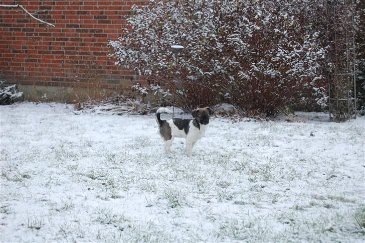 Blanding af racer Cassie <3 billede 20