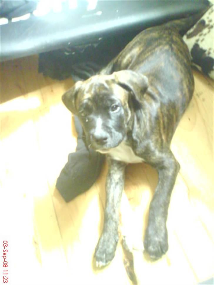 Blanding af racer Rex billede 10