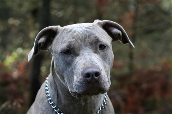 Amerikansk staffordshire terrier Luba billede 1